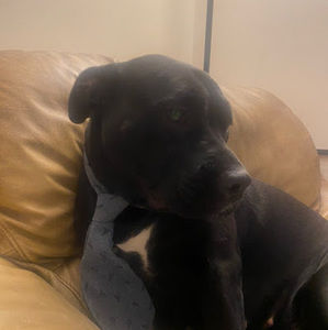 Meet your Posher, Jayden